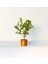 Bonsai Buxus - Hediyelik Bonsai (Orange Saksı) 3