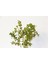 Bonsai Buxus - Hediyelik Bonsai (Orange Saksı) 4
