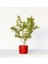 Bonsai Buxus 2 Adet - Hediyelik Bonsai (Kırmızı Saksı) 1