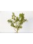 Bonsai Buxus 2 Adet - Hediyelik Bonsai (Kırmızı Saksı) 2