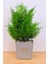 Dekoratif Saksılı Yapay Kuşkonmaz Ağacı Bej 35 cm EVA-5683 C1-1-423 1