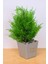 Dekoratif Saksılı Yapay Kuşkonmaz Ağacı Bej 35 cm EVA-5683 C1-1-423 2