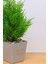 Dekoratif Saksılı Yapay Kuşkonmaz Ağacı Bej 35 cm EVA-5683 C1-1-423 3