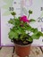 Pembe Sardunya (Geranium) - Canlı renkli ve dayanaklı bitki bahçe, mezar, saksı ve güneşli yerlere uygun 1