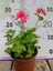 Pembe Sardunya (Geranium) - Canlı renkli ve dayanaklı bitki bahçe, mezar, saksı ve güneşli yerlere uygun 2