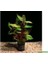 Alternanthera Bettzickiana 10 Kök 1