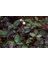 Alternanthera Bettzickiana 10 Kök 2