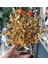 Polyester Mercan Dekor / Gold 1