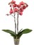 Koyu Pembe Orkide Çift Dallı Phalaenopsis Canlı Çiçek 1