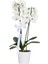 Beyaz Orkide Çift Dallı Phalaenopsis Canlı Çiçek 1