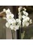 Beyaz Orkide Çift Dallı Phalaenopsis Canlı Çiçek 3