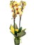 Sarı Orkide Çift Dallı Phalaenopsis Canlı Çiçek 1