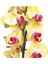 Sarı Orkide Çift Dallı Phalaenopsis Canlı Çiçek 2