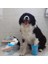 Pratik Welfare Köpek Pati Yıkama Aparatı Küçük ( Lisinya ) 3