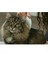 Kedi Köpek Pire Temizleyici Pire Tarağı Flea Doctor 2