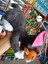 Luxury Tom ve Jerry Kedi Fare 2li Peluş Nostalji Oyuncak 45CM Siyah 1 Adet 2