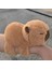 Luxury Sevimli Kapibara Peluş Bileklik Hediyelik Bileklik Capybara Kahverengi Peluş 16CM Oyuncak 1 Adet 1