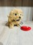 Luxury Kumandalı Pilli Minik Peluş Sesli Havlayan Köpek 1 Adet 4
