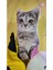 Luxury Peluş Kedi Yumuşak Oyuncak, Uyku Arkadaşım Pelus Kedi, Peluş Cat, Çocuk Genç Hediyelik Doğum Günü 1 Adet 2