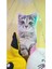Luxury Peluş Kedi Yumuşak Oyuncak, Uyku Arkadaşım Pelus Kedi, Peluş Cat, Çocuk Genç Hediyelik Doğum Günü 1 Adet 3