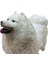Luxury Köpekler - Samoyed Cinsi Köpek 1 Adet 4