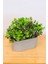 Dekoratif Kayık Saksılı Yapay Çiçekli Ağaç Yeşil 17 cm EVA-5830 C1-1-423 2