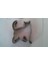 Kampanya Estevia Kedi Kurabiye Kesici, Kurabiye Kalıbı T42673 Yeni!!! 3