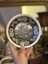 Luxury Villeroy Boch Rusticana Damgalı Koyu Yeşil Haki Porselen Antika Çay / Duble Kahve / Nescafe Fincan 1 Adet 5