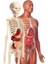 Luxury 64297 Ilk Keşiflerim Insan Anatomisi 1 Adet 3