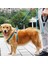 Reflektörlü Fosforlu Köpek Gezdirme Halatı Tasma Kayışı Metal Kancalı 130 cm 2