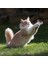Yaylı Metal Fareli Kafes Kedi Oyun Topu Sıçrayan Spiral Kedi Topu (4887) 5