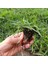 Zoysia Japonica Çim Fidesi 21 M2 Için 336 Adet 84'lük Viol (4 viol) 2