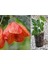 Mini Fidan Güzelhatmi, Turuncu Çin Çanı Çiçeği, Ağaç Küpesi, Çin Lanterni, Abutilon Çiçeği, Bardakta 1