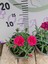 Karanfil (Dianthus Caryophyllus) - Hoş Kokulu ve Renkli Çiçekli Bitki 2