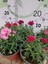 Karanfil (Dianthus Caryophyllus) - Hoş Kokulu ve Renkli Çiçekli Bitki 3