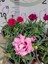 Karanfil (Dianthus Caryophyllus) - Hoş Kokulu ve Renkli Çiçekli Bitki 4