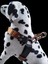 Köpek Göğüs Tasması Orta Irk Özel Dokuma Kolon Deri Konbinasyonlu Genişlik:3cm Göğüs ÖLÇÜSÜ:45-80Cm Ayarlamalı Dog Harness Gt4-30 4