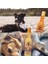 Köpek Oyuncağı 2 Adet Köpek Şişe Oyuncak Köpek Peluş Oyuncak Isırma Oyuncağı Büyük Boy 2