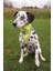 Köpek Bandanası Xs-S 22-28 cm, Sarı 2