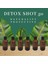Luxury 6 Adet Detox Şişesi Ginger Shot Amber Cam Çok Amaçlı 50ML 1 Adet 2