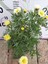2 Adet Argyranthemum (Çeşme Papatyası) - Renkli ve Dayanıklı Bahçe Bitkisi (2 Farklı Renkler ) 2