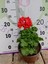 Kırmızı Sardunya (Geranium) - Canlı Renkli ve Dayanaklı Bitki Bahçe, Mezar, Saksı ve Güneşli Yerlere Uygun 3
