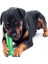 Yeşil Sert Köpek Diş Fırçası Isırma Aparatı Dişlik Küçük Boy 9.5 cm 2