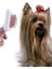 Evcil Hayvan Fırçası Telli Beyaz Kedi Köpek Fırça Beyaz 6