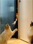 Elastik Kendinden Yapışkanlı Renkli Kedi Oyun Oltası Kedi Oyuncağı Yapışkanlı Olta Eğitim Oyuncağı 6