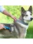 Miracle Omni® Plastik Saplı Metal Kedi Köpek Bakım Kıtık Tüy Topak Açıcı Tarak 3