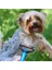 Miracle Omni® Plastik Saplı Metal Kedi Köpek Bakım Kıtık Tüy Topak Açıcı Tarak 5