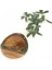 Luxury Zeytin Kütüklü Kase 11 cm 1 Adet 3