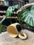 Luxury Stoneware Puantiyeli Mug 1 Adet 3