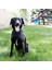 Tagalong Gezdirme Kayışına Asılabilir Köpek Oyun Topu M 11 3